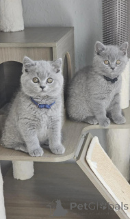 Photo №1. british shorthair - à vendre en ville de Bertrand | 388€ | Annonce № 170718