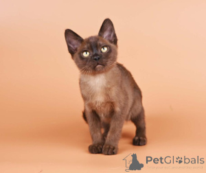 Photo №1. burmese - à vendre en ville de Berchtesgaden | 350€ | Annonce № 173520