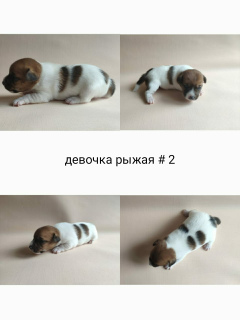 Photo №2 de l'annonce № 6831 de la vente jack russell terrier - acheter à Fédération de Russie éleveur