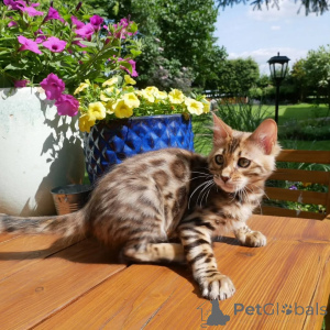 Photo №3. Exquis bengale chaton Rosettes superbes, qualité de pedigree, prête pour une. Allemagne