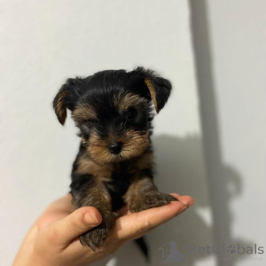 Photo №4. Je vais vendre yorkshire terrier en ville de Železná Ruda. éleveur - prix - 300€