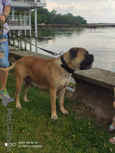 Photo №1. bullmastiff - à vendre en ville de Subotica | 500€ | Annonce №105253