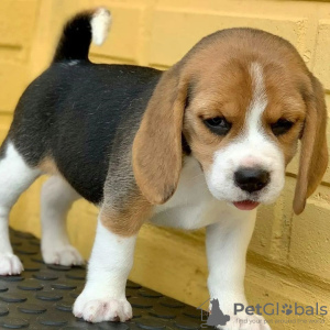 Photo №3. Beagle-Welpen abzugeben. L'Autriche