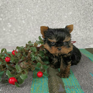Photo №3. Entzückende Yorkshire-Terrier-Welpen suchen ein liebevolles Zuhause!. Allemagne