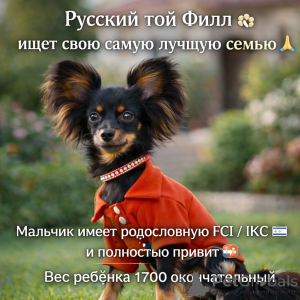 Photo №3. Beau petit garçon doux de petite taille sans mariage avec pedigree. Israël