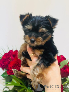 Photo №1. yorkshire terrier - à vendre en ville de Brno | 10000€ | Annonce №151783