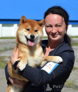 Photos supplémentaires: Chiot Shiba Inu de l'élevage KUMIKO YOSHI