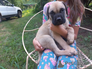 Photo №1. bullmastiff - à vendre en ville de Mauvais münsteerefel | négocié | Annonce №166368