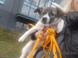 Photo №4. Je vais vendre chien bâtard en ville de Saint-Pétersbourg. annonce privée - prix - négocié