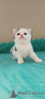 Photo №3. Sceaux Perchik et Pascal, couleur rare n 0221. Fédération de Russie