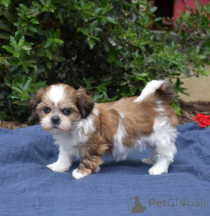 Photo №2 de l'annonce № 174489 de la vente shih tzu - acheter à USA 