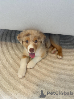 Photo №1. berger australien - à vendre en ville de Karlsruhe | négocié | Annonce №159494