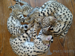 Photo №3. Chat intérieur train savannah f1 à vendre et chaton serval africain à adopter. USA