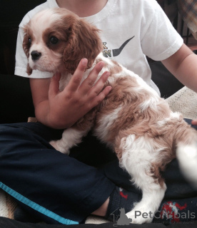 Photo №3. Chiots Cavalier King Charles Spaniel. Danemark
