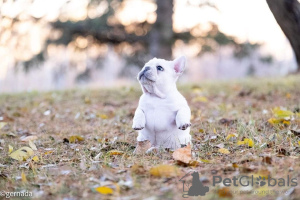 Photos supplémentaires: Chiots Bouledogue Français, disponibles à la vente