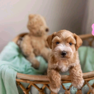 Photo №2 de l'annonce № 139069 de la vente schnauzer géant - acheter à Allemagne éleveur