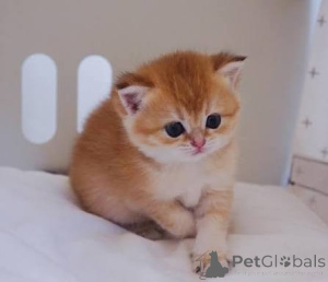 Photo №1. british shorthair - à vendre en ville de Équipage | négocié | Annonce № 173797