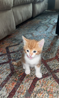 Photo №3. Adorables chatons somaliens à la recherche de maisons aimantes. Suisse