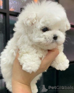 Photo №2 de l'annonce № 130804 de la vente bichon maltais - acheter à Canada 