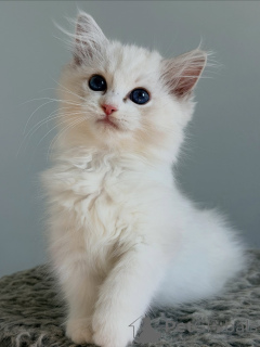 Photo №1. ragdoll - à vendre en ville de Groningen | négocié | Annonce № 174898