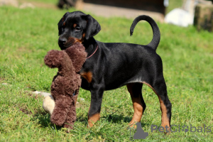 Photo №1. dobermann - à vendre en ville de Genève | 800€ | Annonce №129311