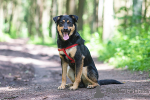 Photo №2 de l'annonce № 21677 de la vente chien bâtard - acheter à Pologne de l'abri