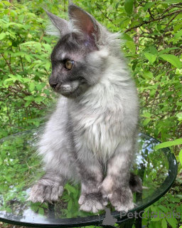 Photo №1. maine coon - à vendre en ville de Ledlange | négocié | Annonce № 156245