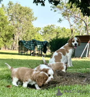 Photo №1. beagle - à vendre en ville de Berlin | négocié | Annonce №127568