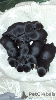 Photo №1. biewer yorkshire terrier, yorkshire terrier - à vendre en ville de Pärnu | 600€ | Annonce №139031