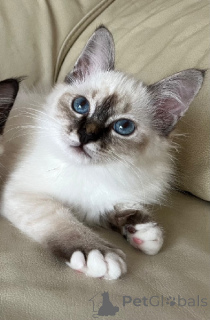 Photo №3. Chaton sacré de brimanie disponible. La finlande