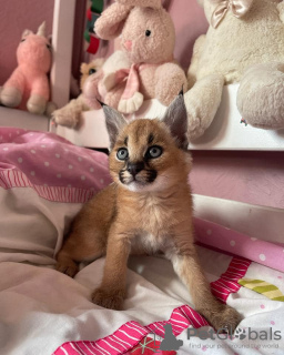 Photo №1. caracal - à vendre en ville de Berne | négocié | Annonce № 122084