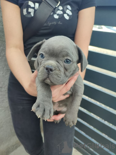 Photos supplémentaires: chiots bouledogue francais a vendre