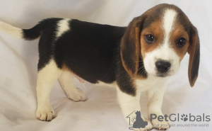 Photo №1. beagle - à vendre en ville de Гаага | Gratuit | Annonce №123929