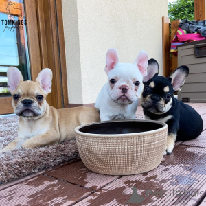Photo №2 de l'annonce № 168378 de la vente bouledogue - acheter à Suède annonce privée, éleveur