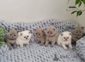 Photo №1. british shorthair - à vendre en ville de Coovol | négocié | Annonce № 162060