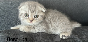 Photo №1. scottish fold - à vendre en ville de Daugavpils | négocié | Annonce № 114538