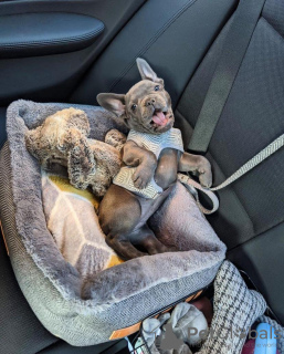 Photo №4. Je vais vendre bouledogue en ville de North Sydney. annonce privée, de la fourrière, de l'abri, éleveur - prix - 663€