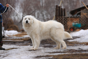 Photo №2 de l'annonce № 3893 de la vente chien de montagne des pyrénées - acheter à Fédération de Russie annonce privée