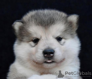 Photos supplémentaires: Chiots Malamute d'Alaska