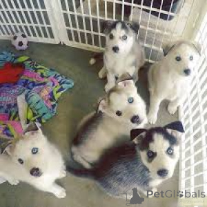 Photo №2 de l'annonce № 162781 de la vente husky de sibérie - acheter à Canada annonce privée, éleveur