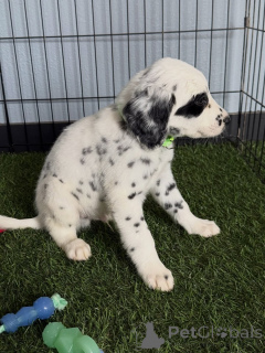 Photo №3. Chiots Dalmatiens en bonne santé disponibles pour des foyers aimants. Allemagne