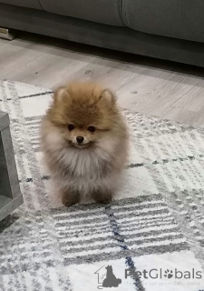 Photo №1. spitz nain - à vendre en ville de Zémun | 500€ | Annonce №144857