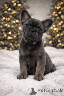 Photo №2 de l'annonce № 160896 de la vente bouledogue - acheter à L'Autriche annonce privée