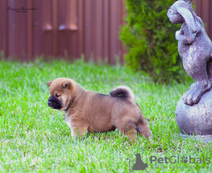 Photos supplémentaires: Chiots shiba inu