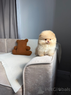 Photo №2 de l'annonce № 174872 de la vente spitz nain - acheter à France annonce privée