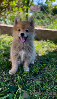 Photos supplémentaires: Pomsky MAGNIFIQUES chiots