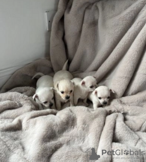 Photo №3. Chiots chihuahua à vendre. La finlande