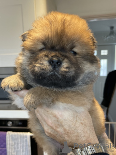 Photo №1. chow-chow - à vendre en ville de Berlin | 300€ | Annonce №90336