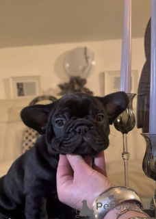 Photo №2 de l'annonce № 160935 de la vente bouledogue - acheter à L'Autriche annonce privée