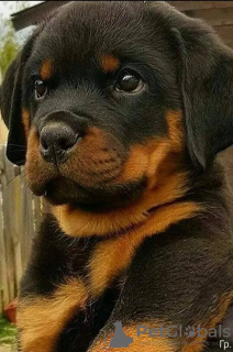 Photo №1. rottweiler - à vendre en ville de Rezekne | 700€ | Annonce №106586